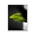 Banana Plant, Limited Edition Flower Art Print - Hahnemühle German Textured Print