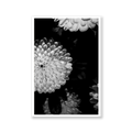 Chrysanthemum, Limited Edition Flower Art Print - Hahnemühle German Textured Print