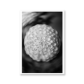 Chrysanthemum, Limited Edition Flower Art Print - Hahnemühle German Textured Print