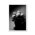 Chrysanthemum, Limited Edition Flower Art Print - Hahnemühle German Textured Print
