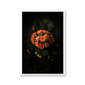 Kalanchoe, Limited Edition Flower Art Print - Hahnemühle German Textured Print