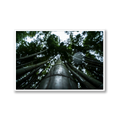Arishiyama Bamboo Grove, Kyoto, Limited Edition Travel Print - Hahnemühle German Textured Print