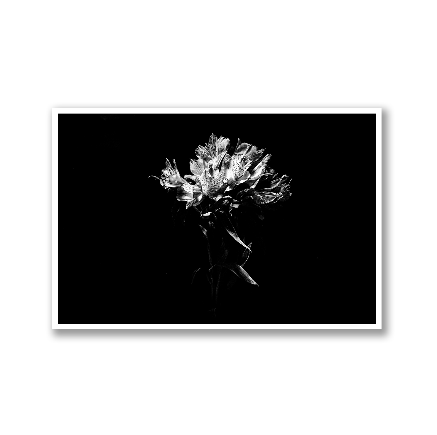 Black and White Alstroemeria, Limited Edition Flower Art Print - Hahnemühle German Textured Print